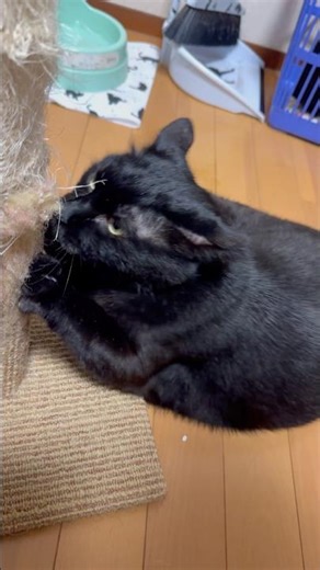Shin-chan climbing the stairs #blackcat #blackcat
