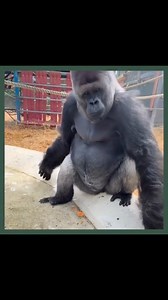 Wild Fun: A Gorilla's Playtime #gorilla #funnyreels #playtime | Gorilla Channel