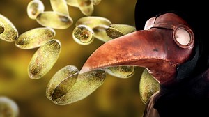 70K views · 52 reactions | The bubonic plague isn't a disease of the past — it still exists today, and here's why | Seeker by The Verge | Facebook