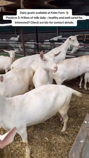 Dairy goats available at Kalro Farm 🐐 Produce 3–4 liters of milk daily – healthy and well cared for. Interested? Check our bio for contact details. #dairygoats #goatfarming #kenyafarming #kalrofarm #farmlife#fyp #limurutiktokers #siayatiktoker ##kirinyagatiktoker🇰🇪 #kenyansinqatar🇶🇦🇶🇦🇰🇪🇰🇪 #kenyansingulf