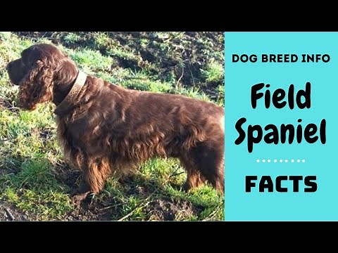 Field Spaniel dog breed. All breed characteristics and facts about Field Spaniel dogs