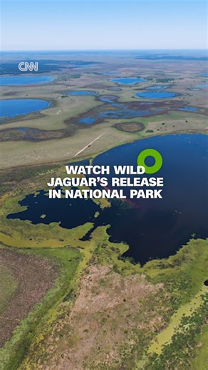 43K views · 586 reactions | Miní, a wild-born female jaguar, makes an unbelievable journey from the Iberá Wetlands to the Gran Chaco forest to revive a dwindling population of jaguars in Argentina. Conservationists led by the former CEO of Patagonia, Kristine Tompkins, are working to reintroduce South America's top predator. | CNN International | Facebook
