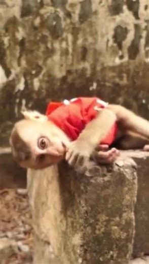 51K views · 864 reactions | Poorest Baby Monkey Born To An Old Mother Less Milk For Him To Alive | Monkey Video | Facebook