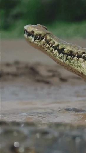 Miracle Escape: Zebra Fights Off a Giant Crocodile Attack!