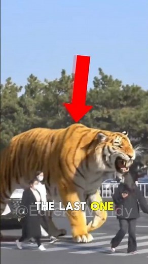 top 3 strongest and largest tigers in the world!😨