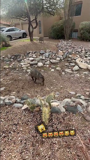 Javelina ❤️ also known as a collared peccary #wildlife #nature #reddeadredemption #cuteanimals