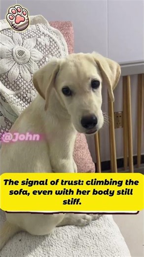 From a Filthy Pigpen to a Beautiful Mother: The Transformation You Need to See!😭🐾#animals #rescue