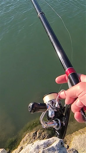 Float fishing at the river mouth🎣#fishing