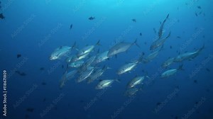 Big hungry tuna in search of food at night on the reef in the ocean in lagoon. Amazing, beautiful underwater marine life world of sea creatures in Maldives. Scuba diving and tourism.