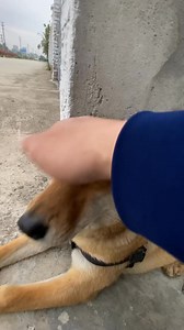 113K views · 1.6K reactions | #dogs #memes | Mr Incredible Becoming Uncanny | Facebook