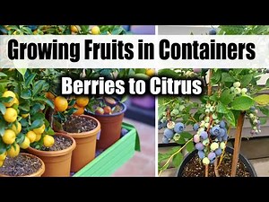 Growing Fruits in Containers: From Berries to Citrus