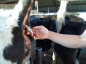 Diagnóstico de aflatoxicosis en vacas lecheras, mediante la identificación de cambios bioquímicos
