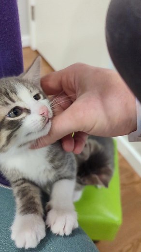 we're staying at the hospital a couple days for recovery etc so I'm coming home multiple times a day to feed our cats. #vokra #foster #kittens #dailyupdates #kittenroom