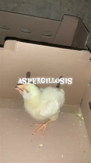 Aspergillosis on my broiler chicken