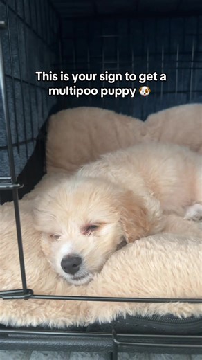 This is your sign to get a multipoo puppy #multipoo #dogsoftiktok #dogtok #puppy #puppytiktok
