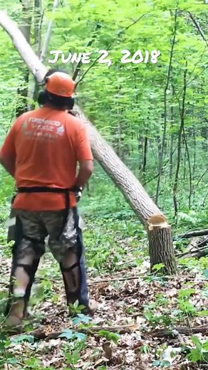 6.2K views · 48 reactions | Felling black locust with Stihl MS291 #firewood #firewoodbusiness #fellingtree #stihl #stihlchainsaw | Joe's Premium Firewood | Facebook