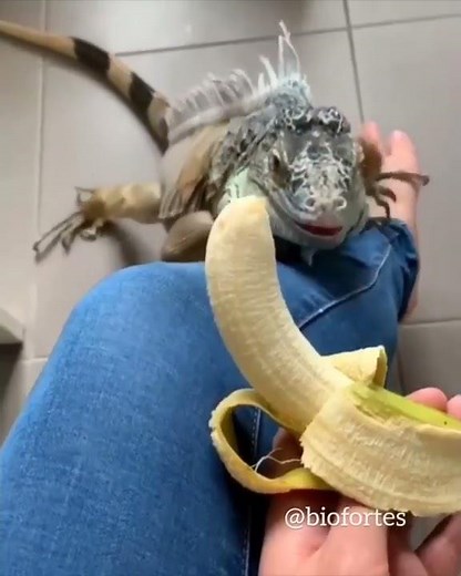 DIFERENÇAS ENTRE CAMALEÃO E IGUANA