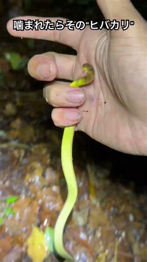 If you get bitten, it's a "Hibakari" snake #shorts