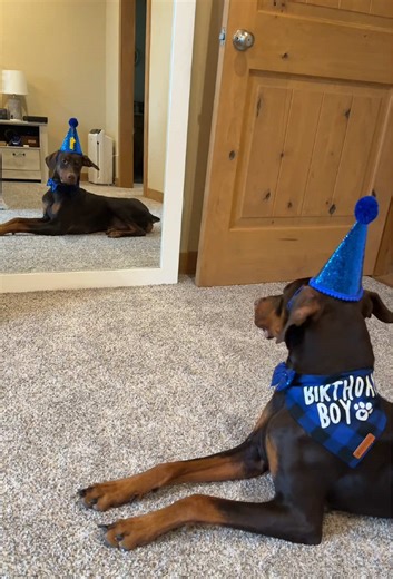 Happy Birthday Archie Boy! 🥳🐾🎉 #dogbirthdayparty #archiethedobie #dogsoftiktok #doberman #1stbirthday