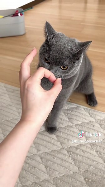 #britishshorthair #ブリティッシュショートヘア #catsoftiktok