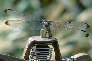 Comment installer un arrosage automatique enterré ?