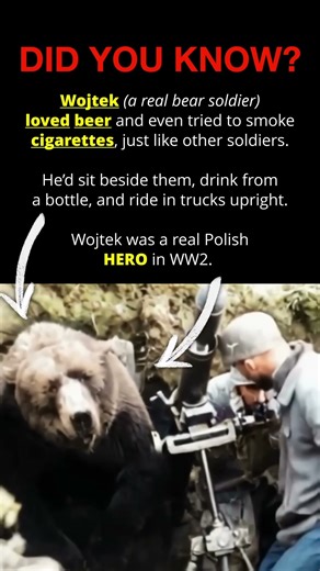 This Bear Was a Real Soldier in WW2!