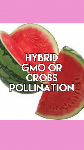 Afya 🌻 Holistic Nutritionist on Instagram: "🌱CROSS POLLINATION in plants, involves transferring pollen from the anther of one flower to the stigma of another flower on a different plant by insect or wind. 🍇SELECT BREEDING (which many call hybrid) humans can breed certain characteristics in food for a specific outcome = Seedless grapes 🚫GMO - GMO stands for genetically modified organism, which is a plant, animal, or microorganism that has had its DNA altered to get a specific trait or increas