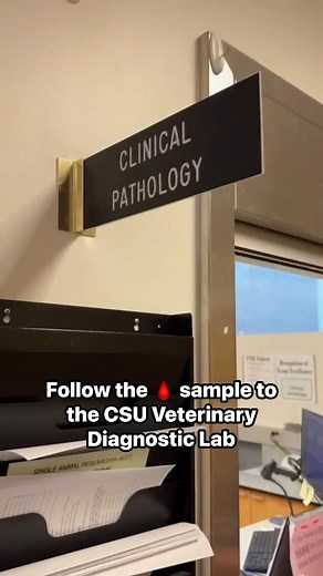 🩸✨ From vein to vial, watch the journey of a pet's blood sample at the CSU Veterinary Diagnostic Lab! See how it's carefully collected, transported, and analyzed by our lab experts to provide essential diagnostic insights through a Complete Blood Count (CBC) and Chemistry Profile. It's the blood smear for us. 👀 If you're in vet med, can you spot the equipment that you might not see in practice? Hint: automated blood smear stain machine! | Colorado State University Veterinary Teaching Hospital