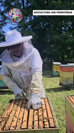Revisando colmenas en plena floracion #ApiculturaSinFronteras #mundoanimal #SabiasQue | Apicultura Sin Fronteras