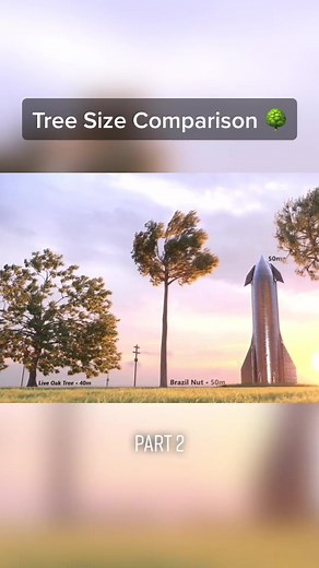 🌳 #tree #treesize #size #height #fyp #foryou #viral