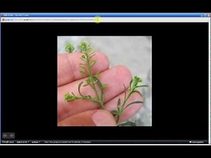 Lepidium virginicum | Virginia Pepperweed (Part 1 of 1)