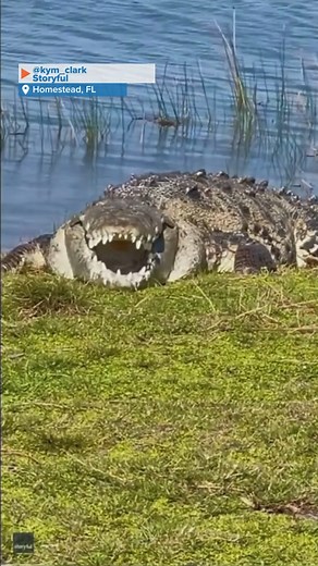 A famous Florida crocodile named "Croczilla" was captured on video basking in the sunshine and smiling for the camera when it was spotted on the banks of a lake inside Everglades National Park earlier this month. https://bit.ly/43p4rcG | FOX Weather