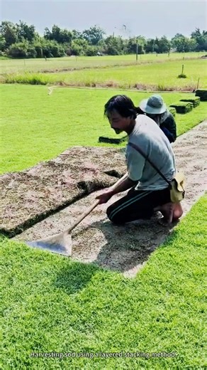 Harvesting sod using a layered stacking method.