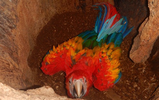 The High Price of a Scarlet Macaw