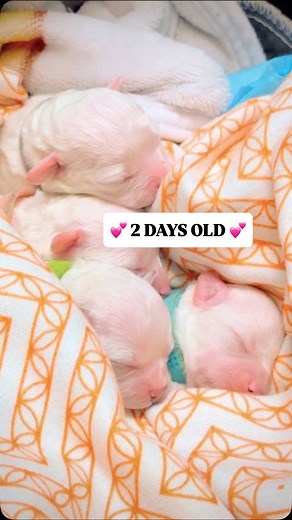 6.6K views · 2.1K reactions | 2 days old 凉✨ how are they even cuter...