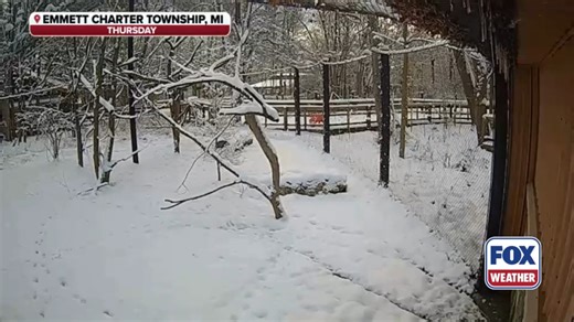 5K views · 166 reactions | COLD TURKEY 旅: Cameras from across the state of Michigan captured widespread snow that blanketed areas in the Wolverine State on Thanksgiving. | FOX Weather | Facebook