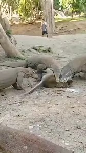 29K views · 149 reactions | Three Commodo Dragon Feasting a Baby Monkey  | Eating Sounds | Facebook