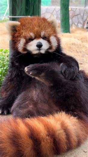 Du Xiaomei's Unforgettable Burp After Feasting: Red Panda's Curly Charm