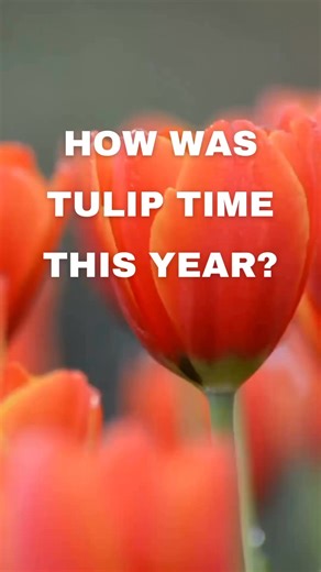 🌷 That’s a wrap on Tulip Time 2025! 🌷 From record-breaking crowds to some of the best tulips ever, — this year was one for the books. 💃🕺Let us know what your favorite part was! We can’t wait to do it all again, May 1-10, 2026! #TulipTime2025 #HollandMichigan #FestivalRecap #ThankYou #TogetherWeAchieve #DutchHeritage #TulipFestival | Tulip Time Festival