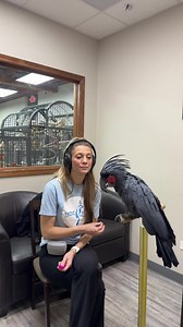 2K views · 63 reactions | Sunday morning clicker training with the residents at Parrot Stars!! ⭐️ #parrotstars #birdtraining #parrotstraining #clickertraining #positivereinforcementtraining | Parrot Stars | Facebook