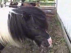 Miniature horse stallion.