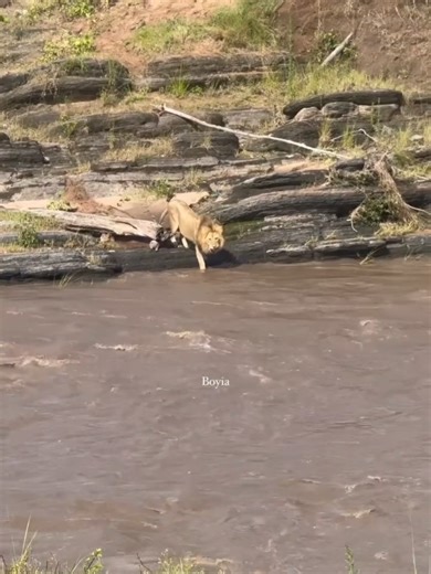 Oloimina's Narrow Escape from Crocodile in Talek River