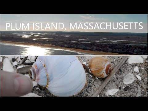 Beachcombing, and exploring Plum Island, Massachusetts!