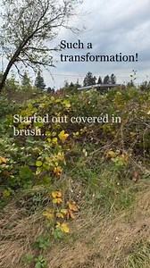Transforming brush into reclaimed farmland. #farm #LandClearing #renovation #transformation #transformationinprogress | Blackberry Bog Farm