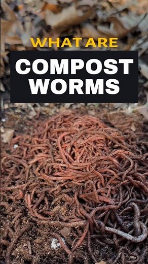 What are compost worms? #worms #compost #vermicompost #composting #garden #wormfarm #soil #biology