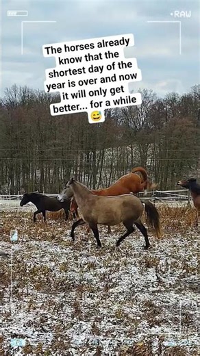 Crazy horses 💪🌞♥️ #pony #horse #stable #wildlife