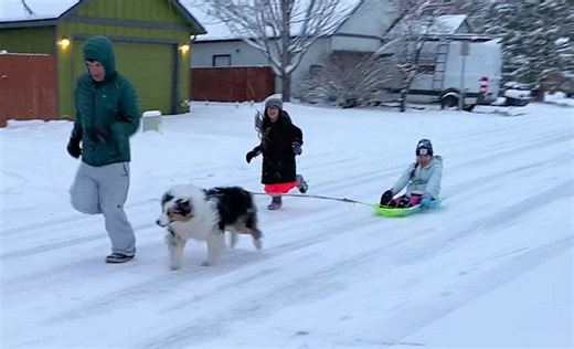 New at the job, Bend 'sled dog' Roxy has a blast pulling the sledding kids down the snowy street