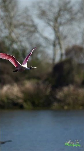 Pink Surprise in the Sky! Roseate Spoonbill pooping while flying!