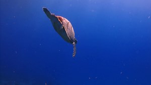 Sea Turtle Swimming In Ocean Stock Footage SBV-300105582 - Storyblocks