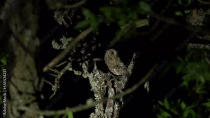 Eurasian scops owl in the Rhodope mountains. rare scops owl during spring call. Bulgaria nature.